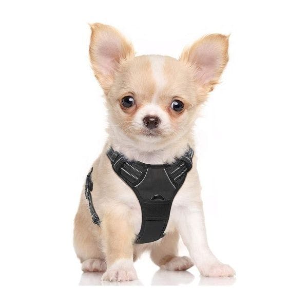 Kismaple dog outlet harness